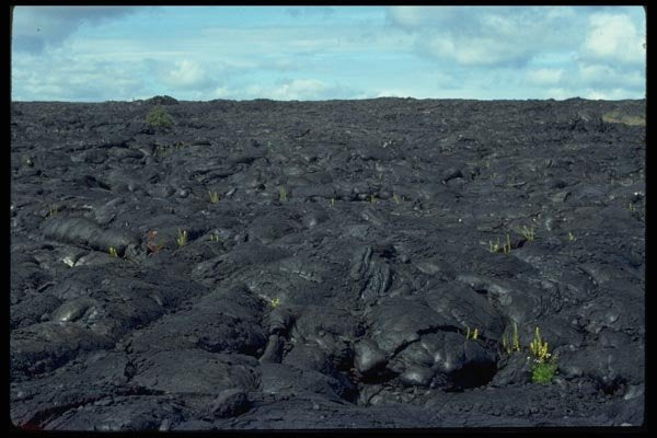 028023 Flowers On Lava Beds A4 Photo Print