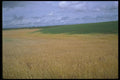 028024 Summer Wheat A4 Photo Print
