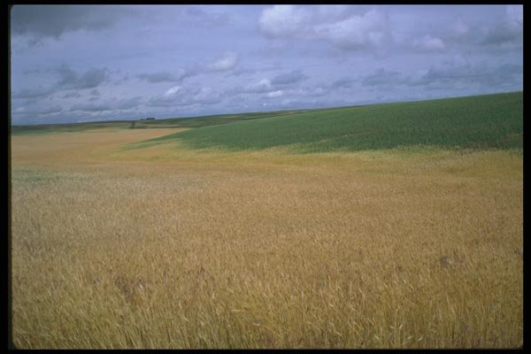 028024 Summer Wheat A4 Photo Print