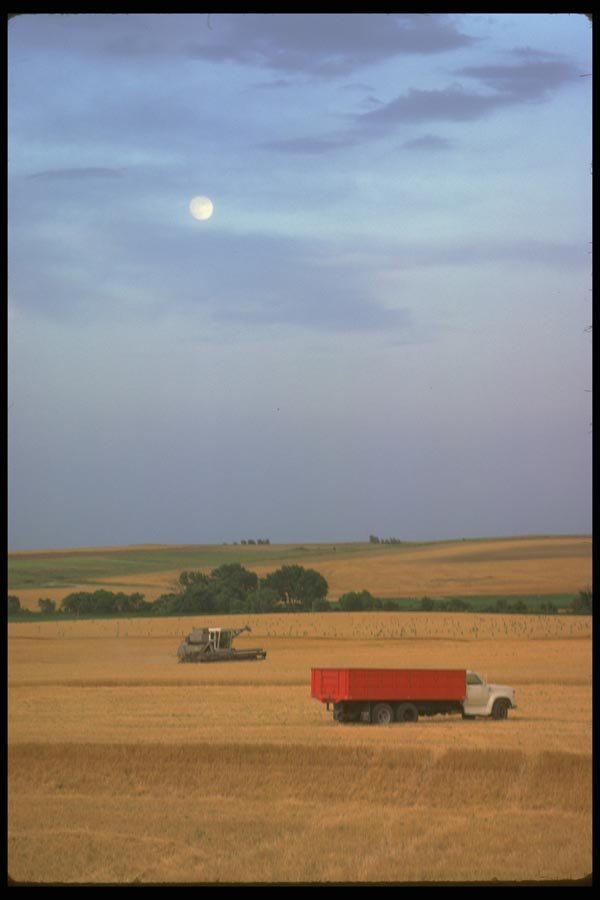 028025 Wheat Harvest Under Moon A4 Photo Print