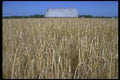 028027 Red Barn In Wheat Farm A4 Photo Print