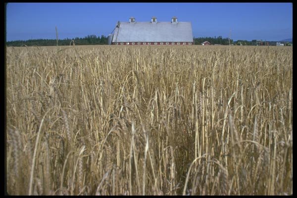 028027 Red Barn In Wheat Farm A4 Photo Print