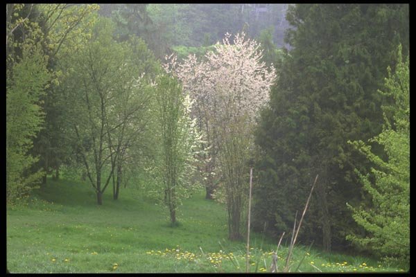 028028 Hillside Clearing In Spring A4 Photo Print
