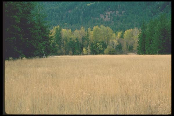 028031 Hay Field On Edge Of Forest A4 Photo Print