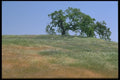 028033 Black Oaks On Knoll A4 Photo Print