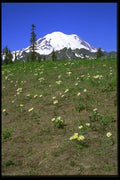 028034 Field Of Pasqueflowers And Mountain A4 Photo Print