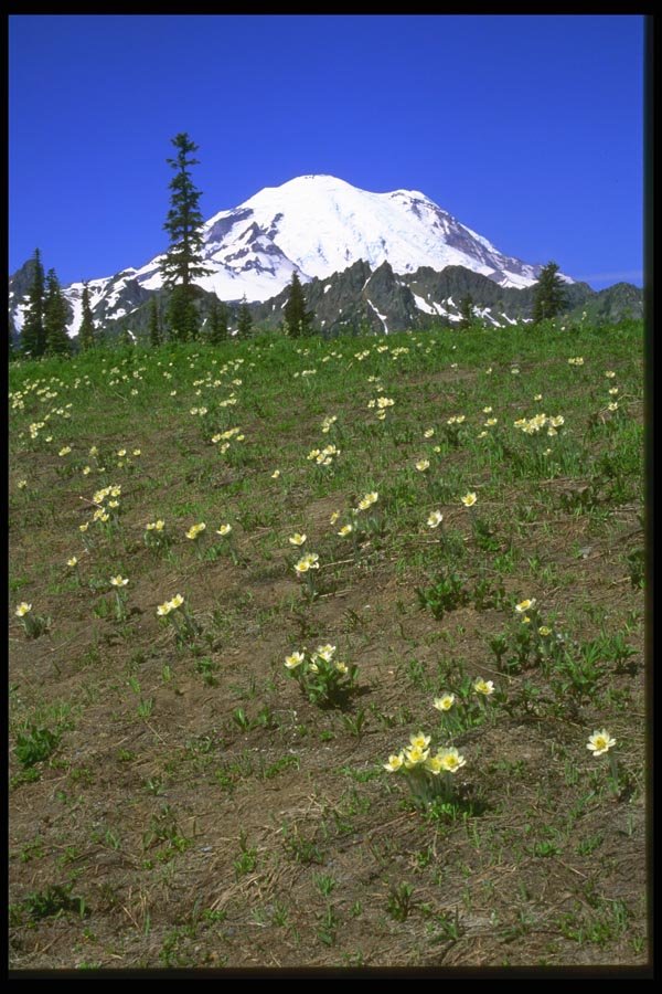 028034 Field Of Pasqueflowers And Mountain A4 Photo Print