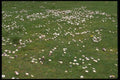028035 Daisy Field A4 Photo Print