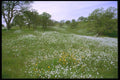 028037 Field Of Spring Flowers And Oaks A4 Photo Print