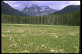 028038 Daisy Meadow Under Mt. Robson A4 Photo Print