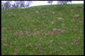 028039 Field Of Shooting Star Wildflowers A4 Photo Print