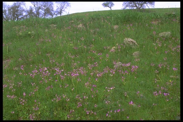 028039 Field Of Shooting Star Wildflowers A4 Photo Print