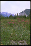 028040 High Mountain Meadow In Spring A4 Photo Print