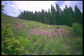 028042 Fireweed On Sloped Meadow A4 Photo Print