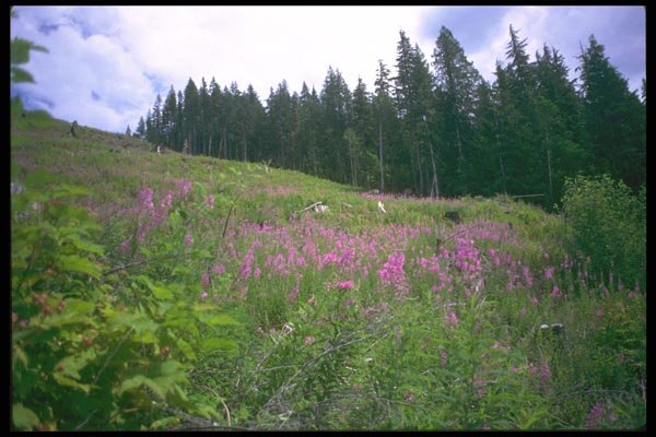 028042 Fireweed On Sloped Meadow A4 Photo Print