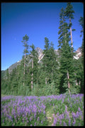 028043 Lupine In Flat Meadow Under Moon A4 Photo Print
