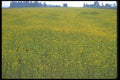 028044 Field Of Mustard Plant A4 Photo Print