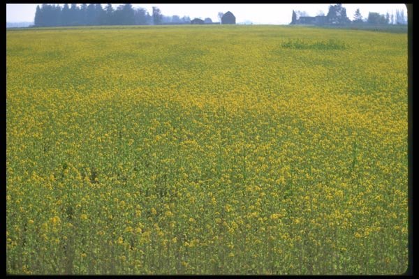 028044 Field Of Mustard Plant A4 Photo Print