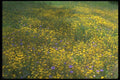 028045 Yellow Daisy Field A4 Photo Print