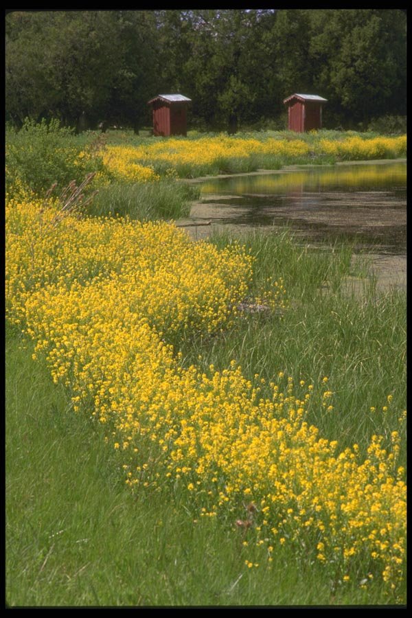 028046 Yellow Meadow Near River A4 Photo Print