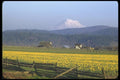 028047 Daffodil Field And Farm A4 Photo Print