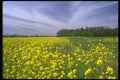 028048 Yellow Mustard Under Windswept Clouds A4 Photo Print