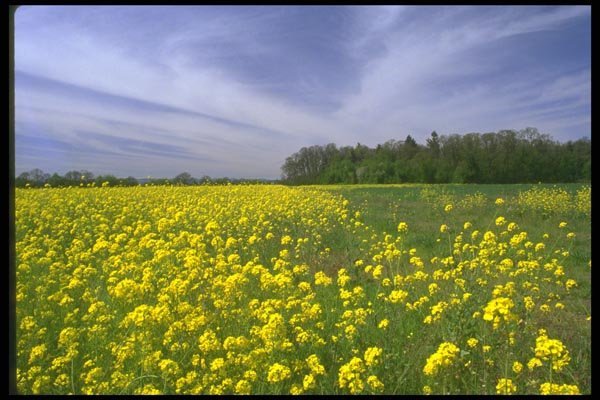 028048 Yellow Mustard Under Windswept Clouds A4 Photo Print