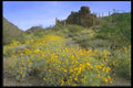 028049 Desert Field A4 Photo Print