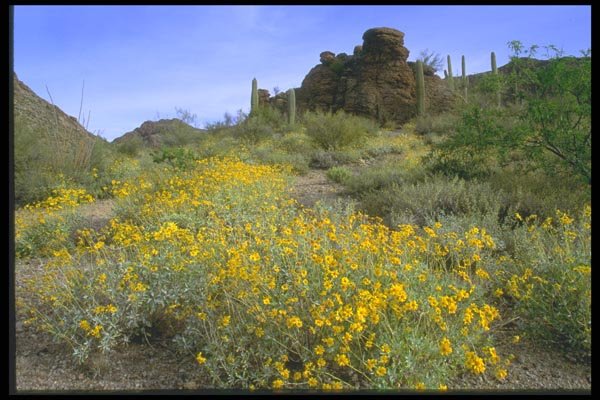 028049 Desert Field A4 Photo Print