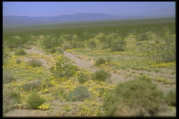 028051 Spring Flowers In The Desert A4 Photo Print