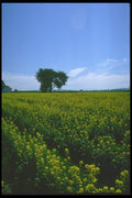 028052 Mustard Fields And Tree A4 Photo Print