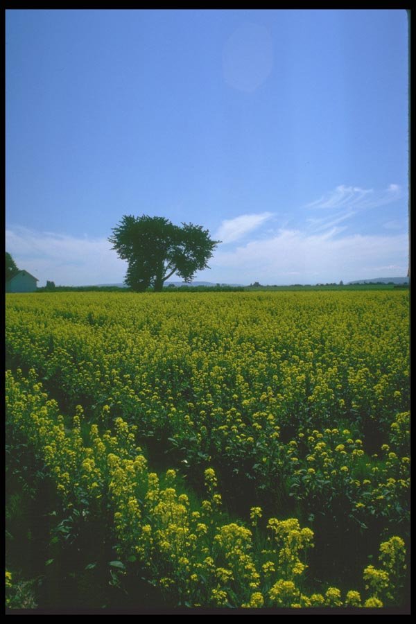 028052 Mustard Fields And Tree A4 Photo Print