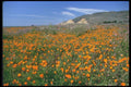 028053 Fields Of California Poppies A4 Photo Print