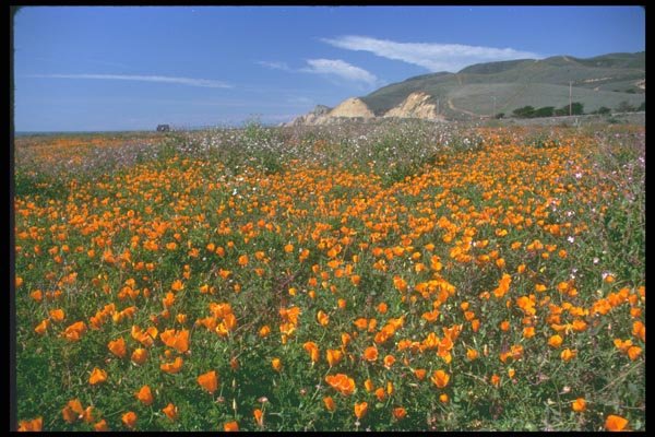 028053 Fields Of California Poppies A4 Photo Print