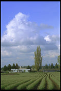 028054 Rows Of Flower Foliage A4 Photo Print