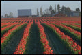 028055 Rolling Red Tulip Rows A4 Photo Print