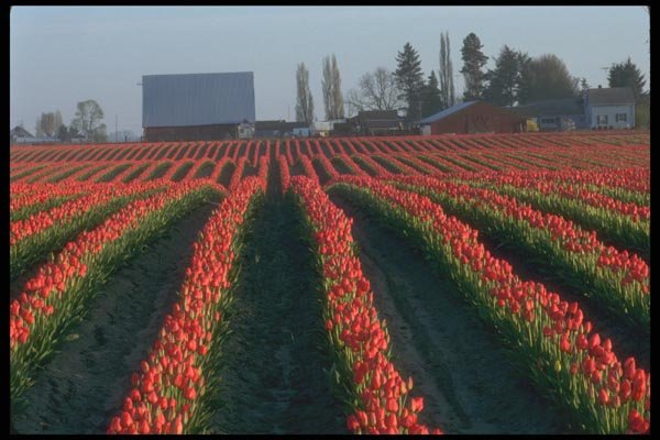 028055 Rolling Red Tulip Rows A4 Photo Print