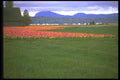 028056 Red And Yellow Flowers And Grass A4 Photo Print