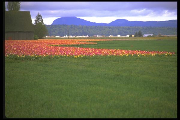 028056 Red And Yellow Flowers And Grass A4 Photo Print
