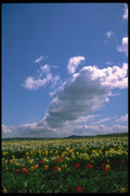 028057 Yellow Daffodil Field A4 Photo Print