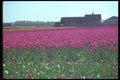 028058 Pink Tulip Fields And Barn A4 Photo Print