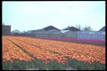 028059 Mixed Tulip Fields And Greenhouses A4 Photo Print