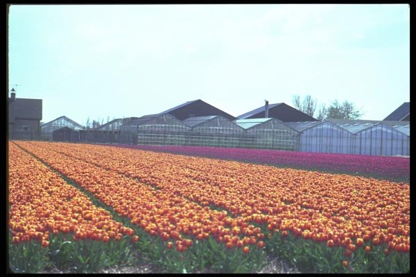 028059 Mixed Tulip Fields And Greenhouses A4 Photo Print