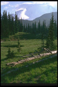 028060 Mountain Meadow With Fallen Log A4 Photo Print