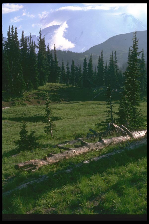 028060 Mountain Meadow With Fallen Log A4 Photo Print