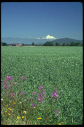 028061 Pea Fields A4 Photo Print
