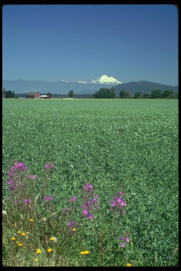 028061 Pea Fields A4 Photo Print