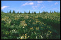 028062 Mountain Meadow With Wildflowers A4 Photo Print