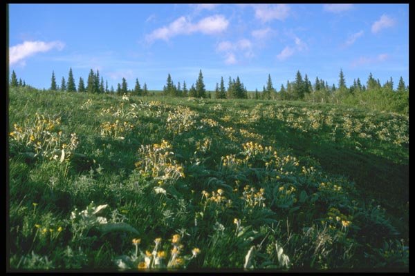 028062 Mountain Meadow With Wildflowers A4 Photo Print