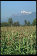 028064 Tasseled Corn Field Under Mountain A4 Photo Print